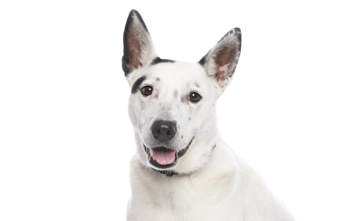Magnus the dog with his mouth open in a smile