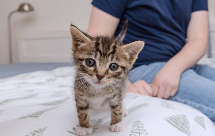 Small tabby kitten with a person sitting behind her