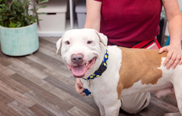 Happy tan and white dog with a person petting him in a home