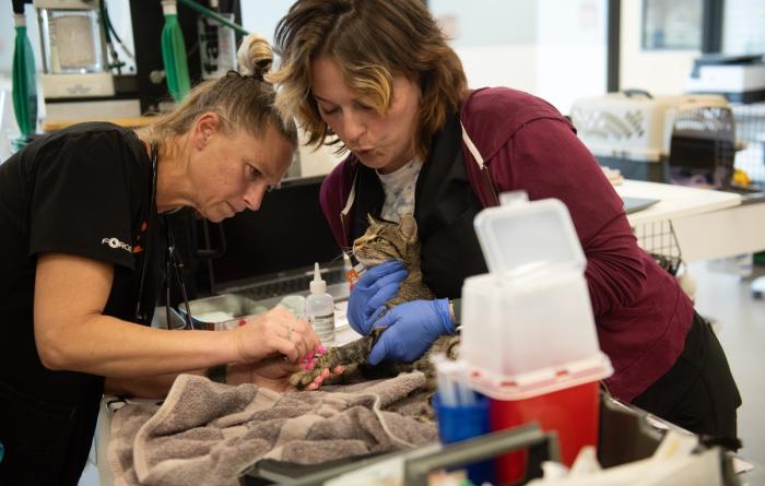 Marble the cat receiving treatment at the clinic