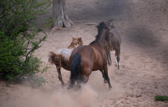 Three horses outside running away
