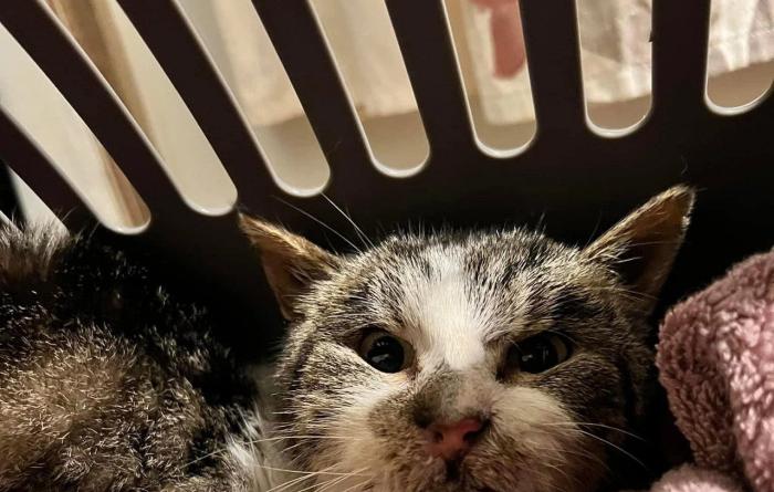 Marvin the cat in a carrier with a person's hand