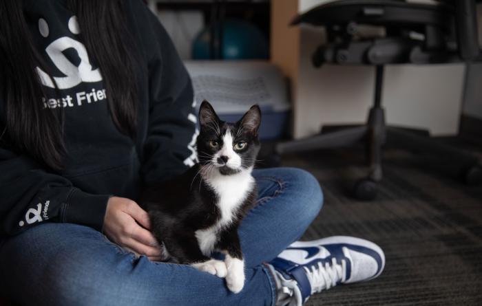 McMuffin the cat lying in a person's lap