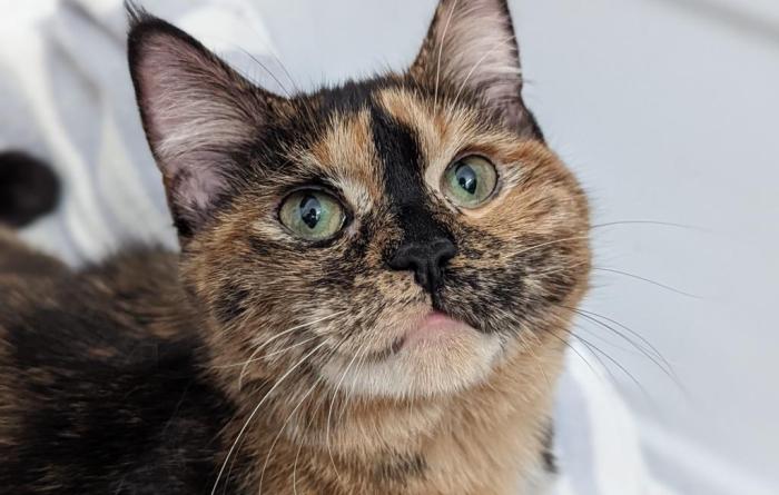 Pancake the cat