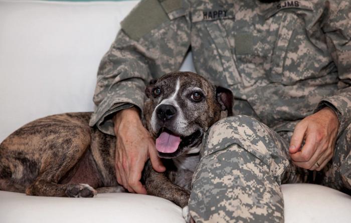 Dog lying against a person who is wearing a military camouflage uniform