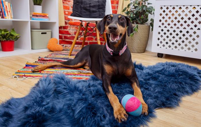 Dog relaxing on a fuzzy blanket with a dog toy between their paws