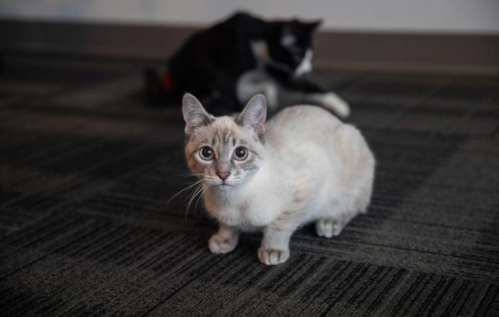Siamese type cat in front of a black and white cat