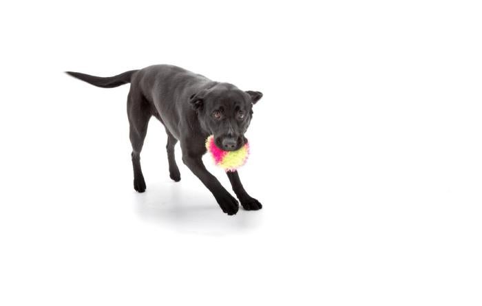 Black dog holding a stuffed toy in her mouth