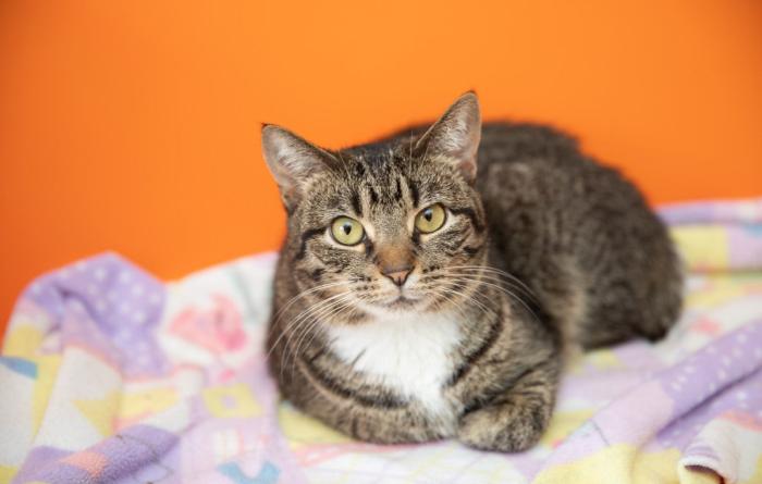 Brown tabby lying on a blanket with an orange background