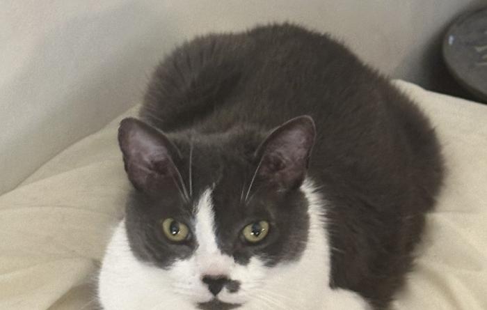 Misty the cat lying like a loaf of bread on a pillow