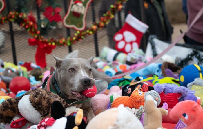 Gray dog with a toy ball in her mouth in a huge pile of toys for Christmas