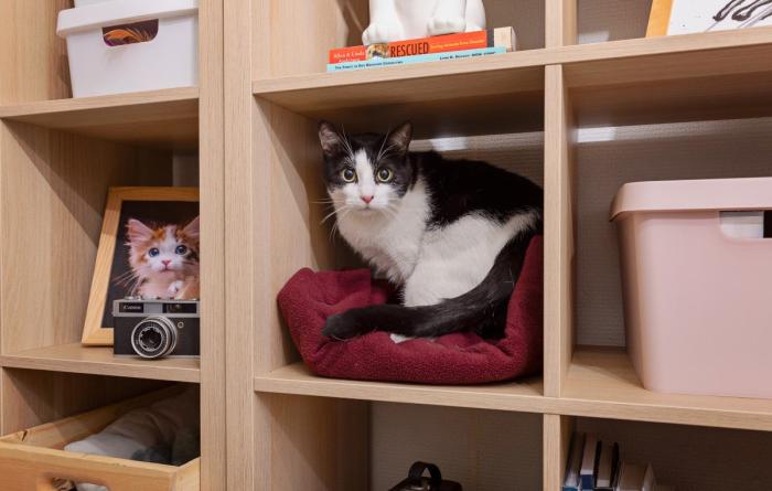 Black and white cat in a bookshelf
