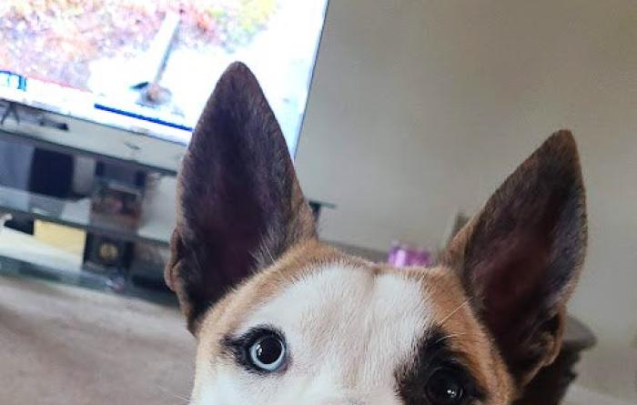 Koda the dog in a home