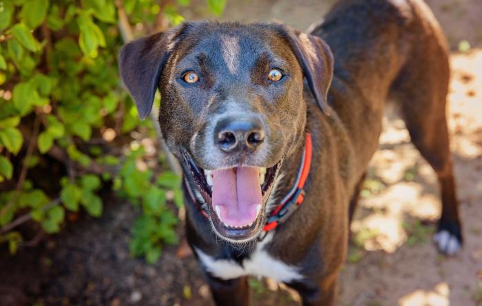 Large dog smiling with tongue out next to a bush