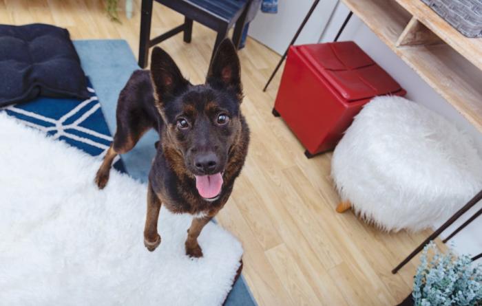 Dog with upright ears and tongue out in a homelike setting