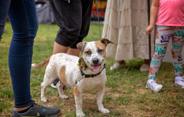 Small brown and white dog standing on grass surrounded by people's legs at a NKLA Super Adoption event