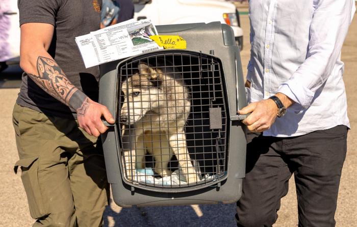 Bella the dog being carried by two people in a crate during the LA wildfires
