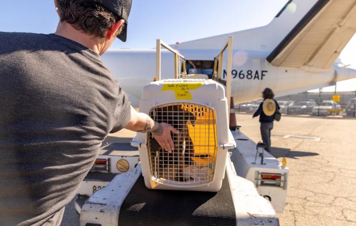 Person with a dog in a crate beside an airplane for transport during the Los Angeles wildfires