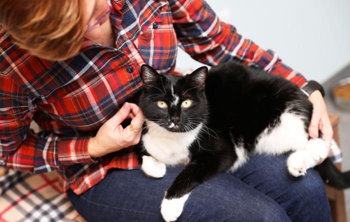 Person wearing a red plaid shirt with a black and white cat in the person's lap