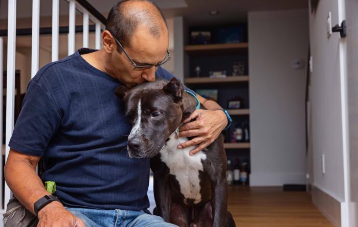 Person hugging and kissing a crop-eared pit-bull-type dog in a home