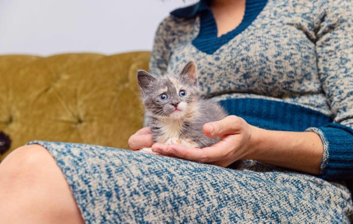 Person holding a dilute calico kitten in her lap