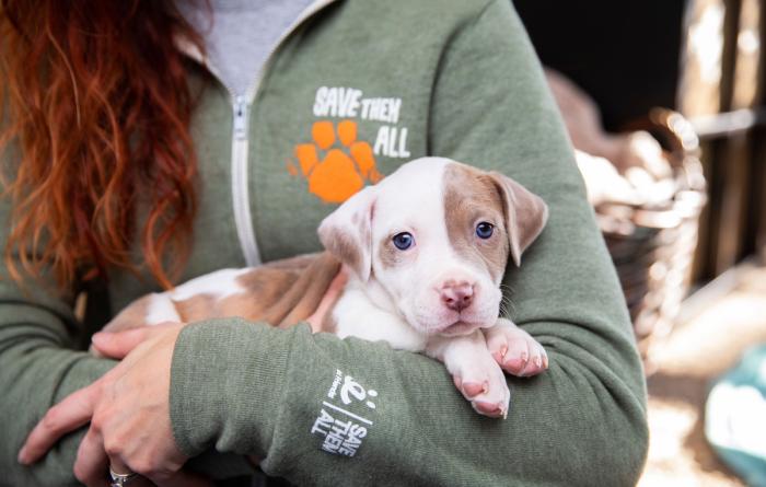 Person wearing a Best Friends sweatshirt holding a puppy on her arm