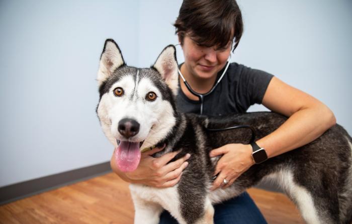 Person using a stethoscope to listen to the chest of a husky dog