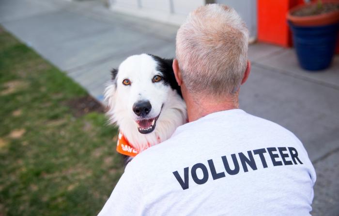 Black and white dog wearing an orange bandanna looking over the shoulder of a person wearing a volunteer T-shirt