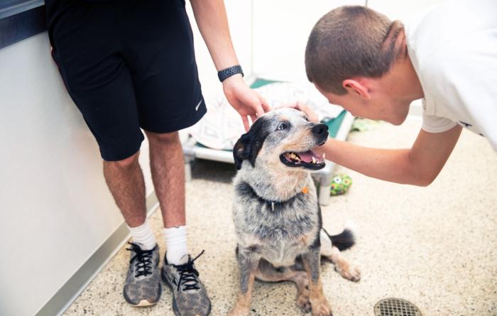 Two volunteers petting a heeler type dog in a kennel