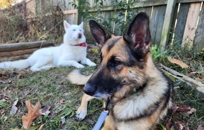 Nala the dog in a fenced yard with another dog