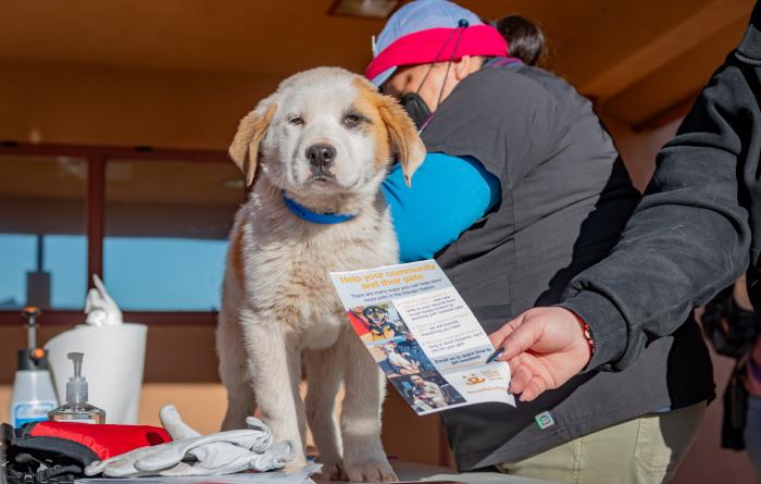 Person giving a medical evaluation to a puppy at the Best Friends Mobile Clinic at the Navajo Nation