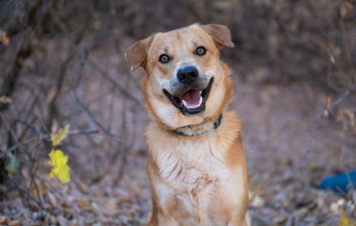 Happy brown dog outside