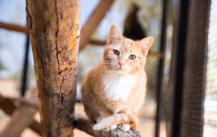 Happy orange cat relaxing in a cattery at Best Friends Animal Sanctuary