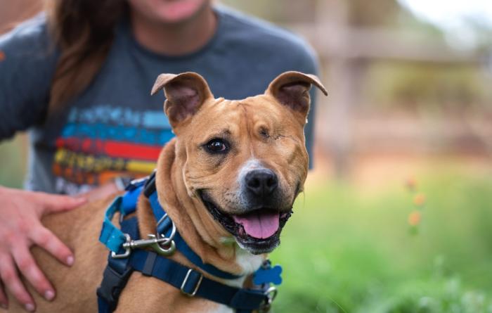Smiling one-eyed dog wearing a harness with a person behind her with her hand on the dog's back