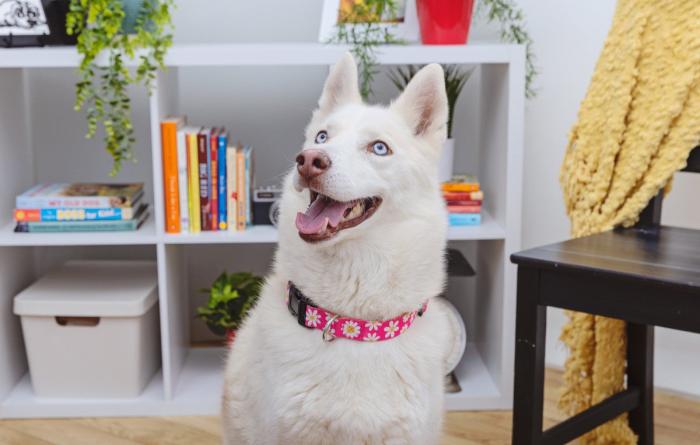 White husky-type dog wearing a collar in a home setting