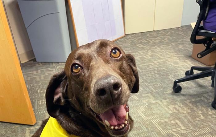 Nova the dog sitting and wearing a therapy dog bandana