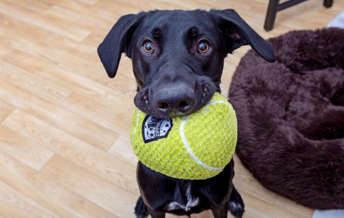 Black dog with a large stuffed ball toy in his mouth