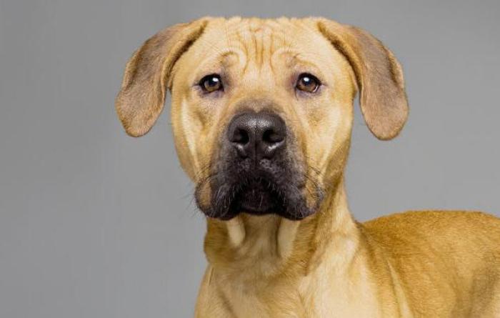 Officer Ben the dog with a gray background