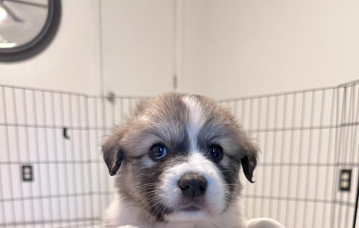 Moana the puppy peeking over the puppy enclosure