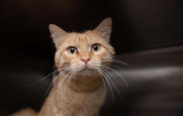 Orange tabby cat in a kennel