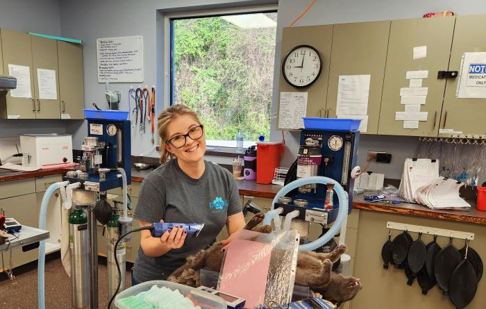 Smiling person holding trimmers to shave an anesthetized cat