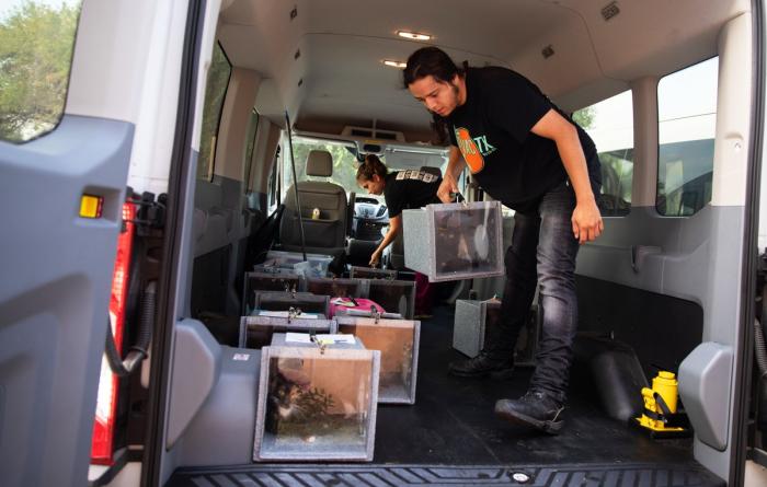 People in a van with cats in boxes, ready to return them as part of trap-neuter-vaccinate-return