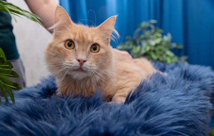 Person petting an orange cat on a blue fluffy bed