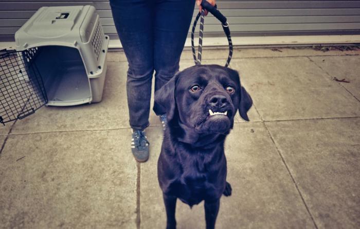Black dog with underbite on a leash being transported to safety during the Los Angeles wildfires