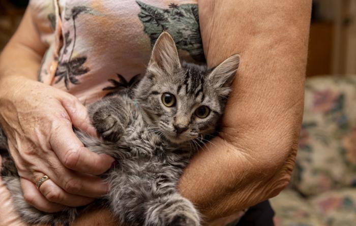 Brown tabby kitten being held in a person's arms