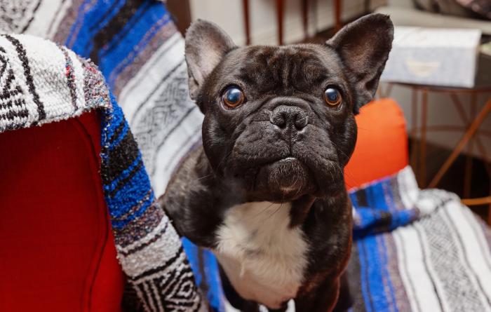 Pawrie the French bulldog on a blue, gray, and white striped blanket