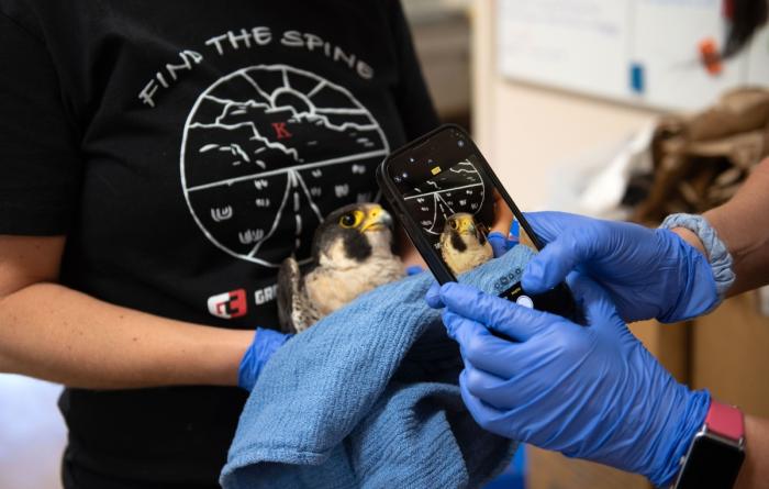 Person taking a photo of the peregrine falcon with a cell phone