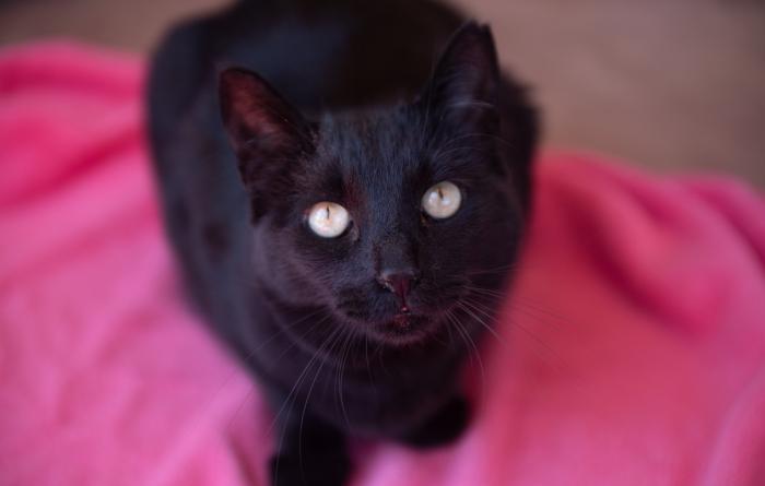 Peridot the cat on a pink blanket