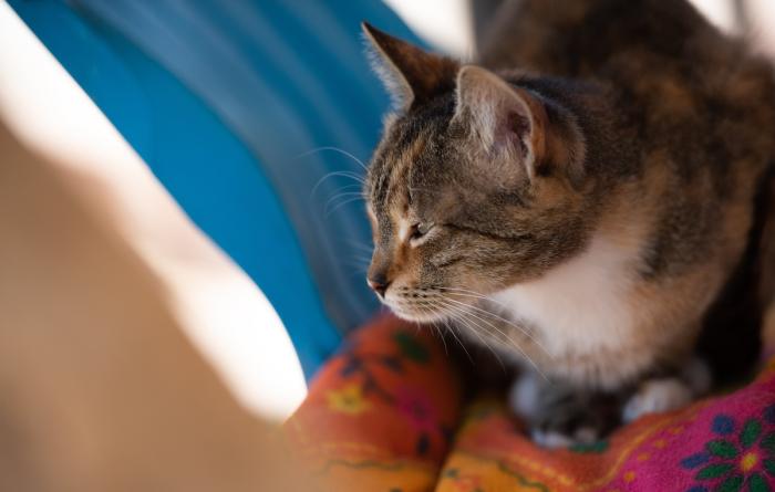 Profile of Persia the cat