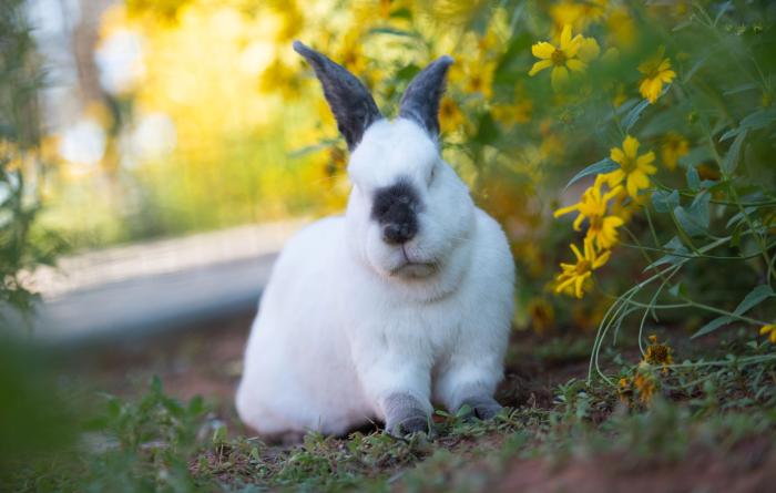 Peter the rabbit outside beside some flowers